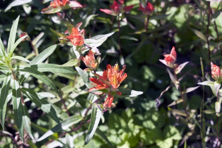 Wildflowers  taken at Mount Saint Helens National Volcanic Monument, Washington.の写真素材