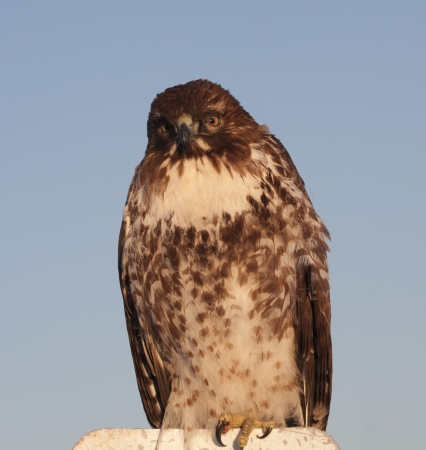 Bird at Lower Klamath National Wildlife Refuge, California.の写真素材