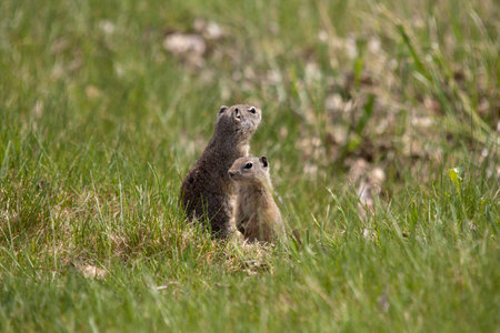 Richards Ground Squirrel   Photo taken at Crooked River Gorge, High Bridge Viewpoint 