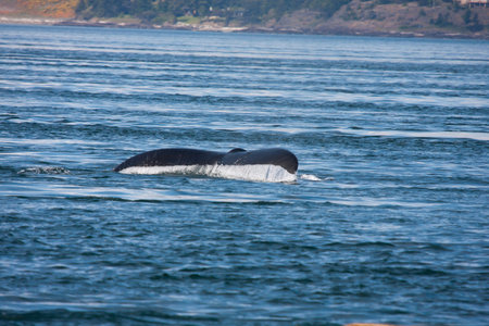Humpback Whale   Photo taken from Island Explorer 3 tour boat out of Anacortes, Washington 