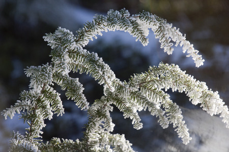 Winter in Oregon   Photo taken along Highway 26, Oregon の写真素材