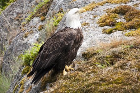 Bald Eagle Perched on Rock   Photo taken near Stuart Island, BC Canada の写真素材