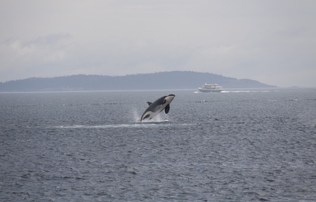 Orca (Killer Whale), Anacortes, Washington.の写真素材