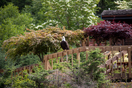 Bald Eagle.  Photo taken near Stuart Island, BC Canada.の写真素材