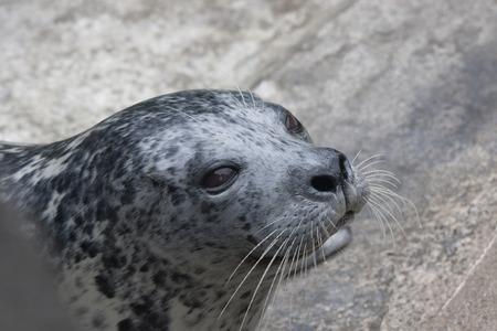 Harbor Seal.  Photo taken at Point Defiance Zoo, Washington.の写真素材