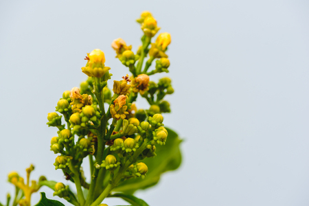 Yellow flowers on the blue wallの写真素材
