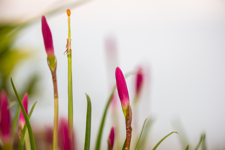 Pink flower on the wallの写真素材