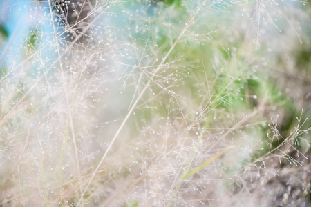 The flower of grass in soft focusの写真素材
