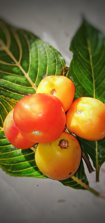 Tomatoes are water-rich fruits with a series of essential nutrients for the body.