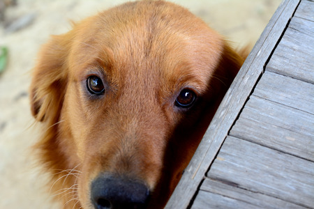 Dog looking up with a guilty expressionの写真素材
