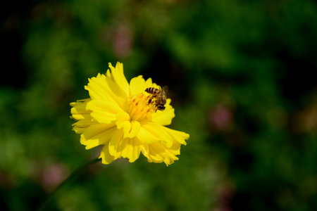 Honey bee and yellow flower
