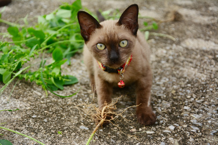 Brown catKitten with Acalypha indicaの写真素材
