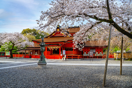 An old Japanese shrine in Tokyo in spring Cherry blossoms in full bloomの写真素材