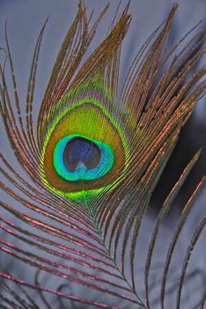 Real Peacock featherのeditorial素材
