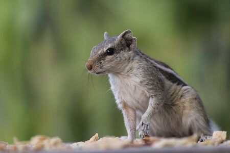 beautiful squirellの写真素材