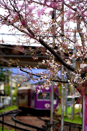 Cherry blossom at Kawaguchiko station, Japan.の写真素材