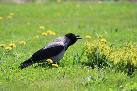 Crow walking among the dandelions and grassの写真素材
