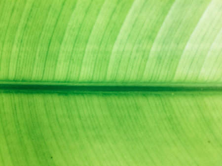 Beautiful leaves are beautiful green, suitable for background