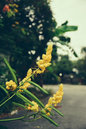 Flowers in Autumn,Nature with dark toneの写真素材