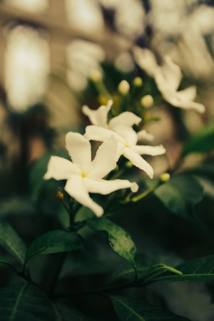 Flowers in Autumn,Nature with dark tone