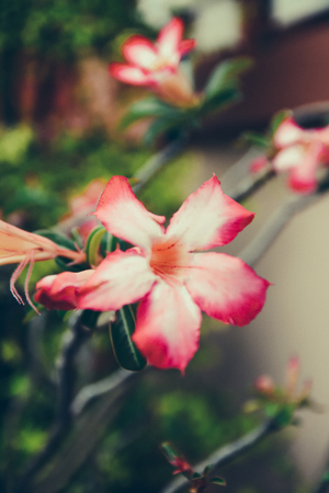 Flowers in Autumn,Nature with dark toneの写真素材