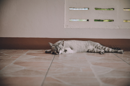 lovely cat on floor vintage toneの写真素材