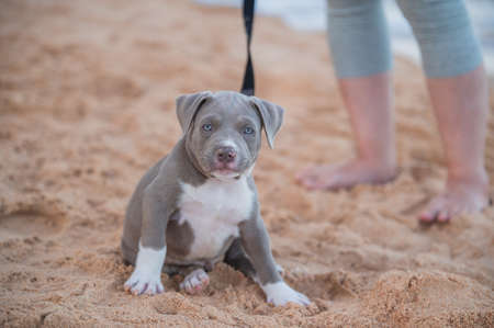 American bully puppy funny on beach with people familyの写真素材
