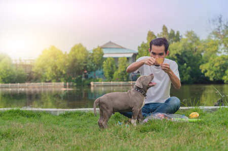 Super dad playing with funny puppy dog Amrican bullyの写真素材