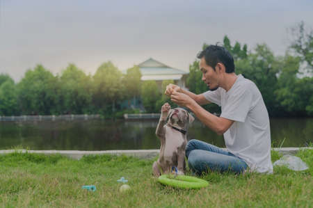 Super dad playing with funny puppy dog Amrican bullyの写真素材