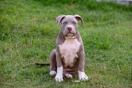 puppy sitting on the grass, American bully puppy dog, Pet funny and Cuteの写真素材