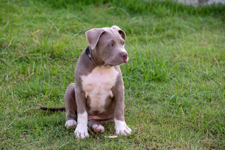 puppy sitting on the grass, American bully puppy dog, Pet funny and Cuteの写真素材
