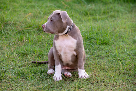 puppy sitting on the grass, American bully puppy dog, Pet funny and Cuteの写真素材