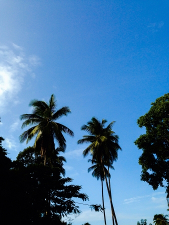 Coconut treesの素材