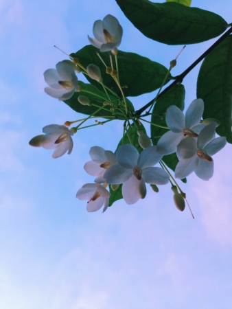 White flowers on skyの素材