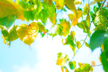 Leaves on a background of multicolored treesの写真素材