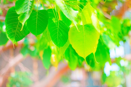 Leaves on a background of multicolored treesの写真素材