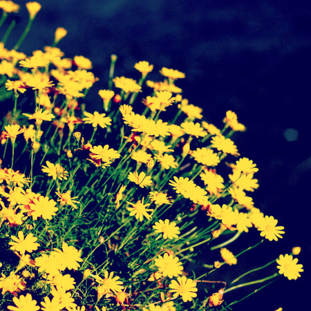 Flowers  in closeup shot 
