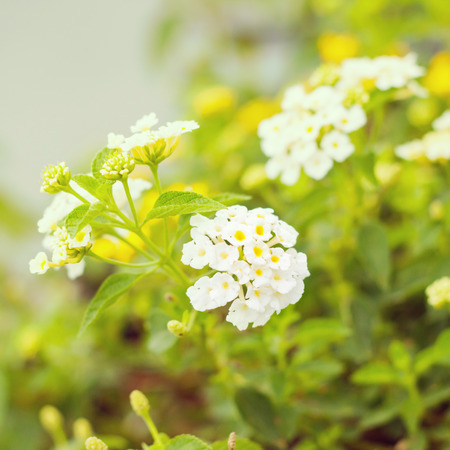 Flowers  in closeup shot の写真素材