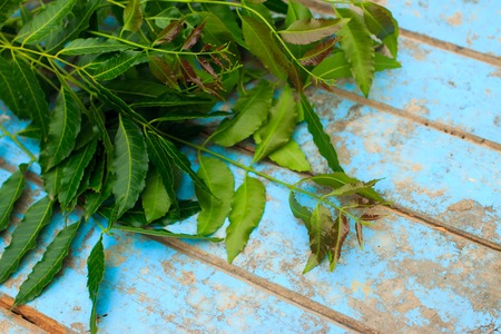 Nature fresh neem on old blue woodenの写真素材