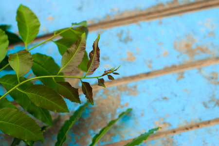 Nature fresh neem on old blue woodenの写真素材