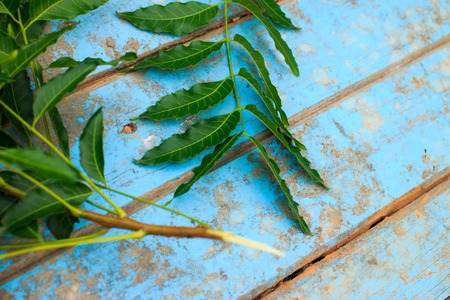 Nature fresh neem on old blue woodenの写真素材