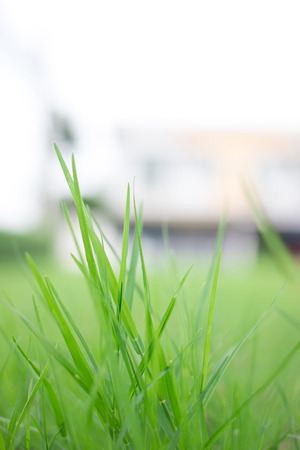 A soft pastel spring grass backgroundの写真素材