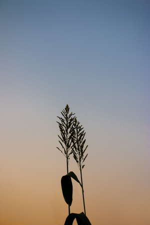 The grass in the sky at sunset
,lonely mood.の写真素材