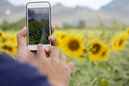Hand with a smartphone taking photo of sunflowersの写真素材