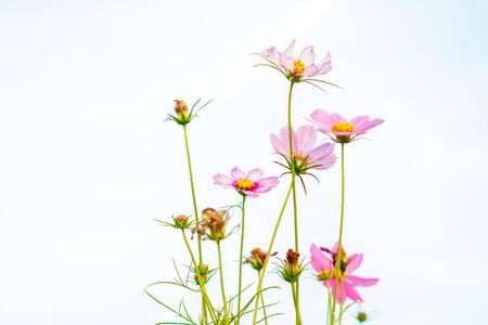 Cosmos flowers on sky background, copy space use for the background.の写真素材