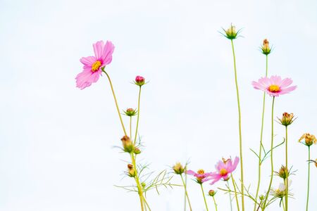 Cosmos flowers on sky background, copy space use for the background.の写真素材