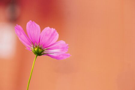 Cosmos flowers on orange background, copy space use for the background.の写真素材