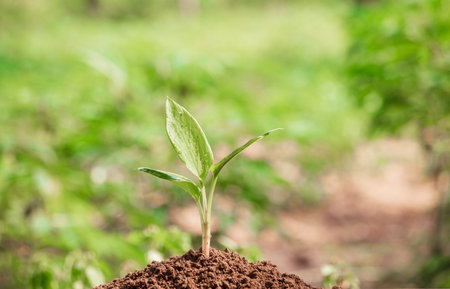 Young plant in the morning light on nature background