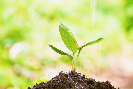 Young plant in the morning light on nature background, red ant on leaf