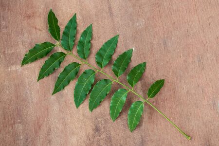 Neem leaves used as ayurvedic medicine の写真素材